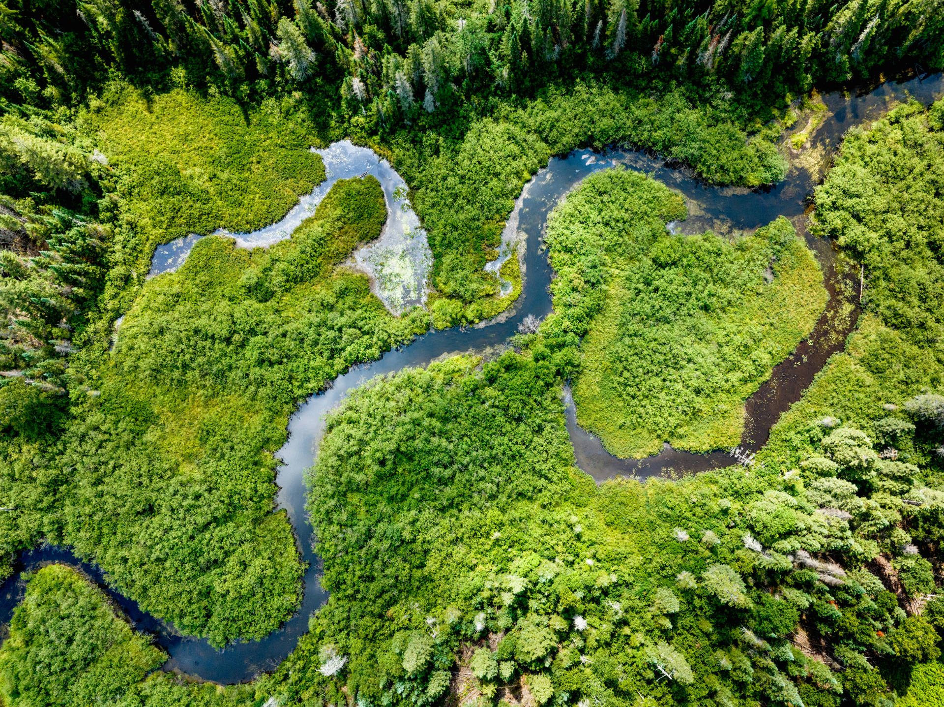 Gewundener Fluss in einer Waldlandschaft in Vogelperspektive